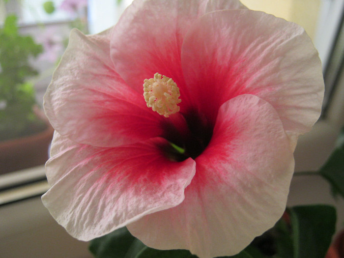 Pink Dream - hibiscus 2012