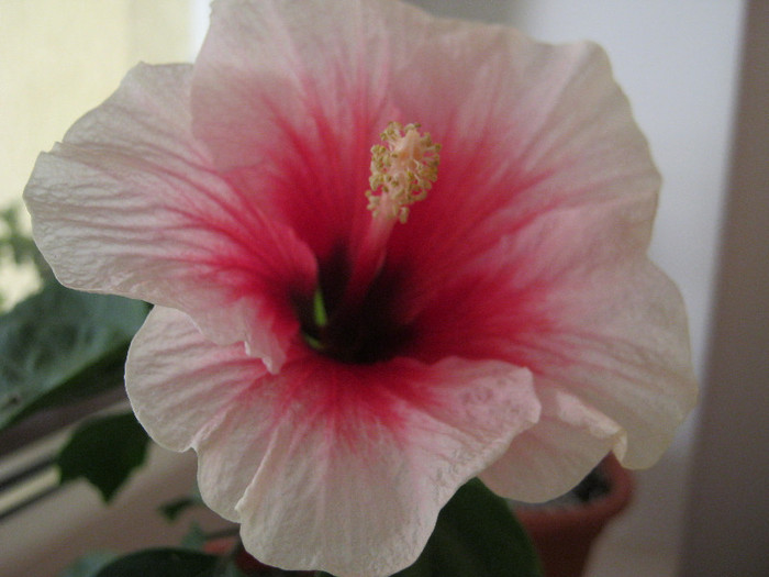 Pink Dream - hibiscus 2012