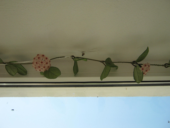 Hoya - flori de apartament 2012