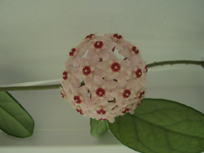 Hoya