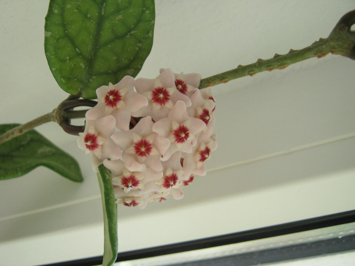 Hoya - flori de apartament 2012