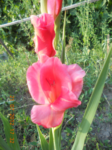 DSCN1690 - Gladiole 2012