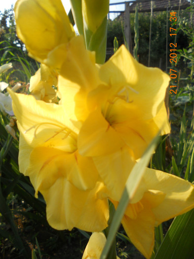 DSCN1695 - Gladiole 2012