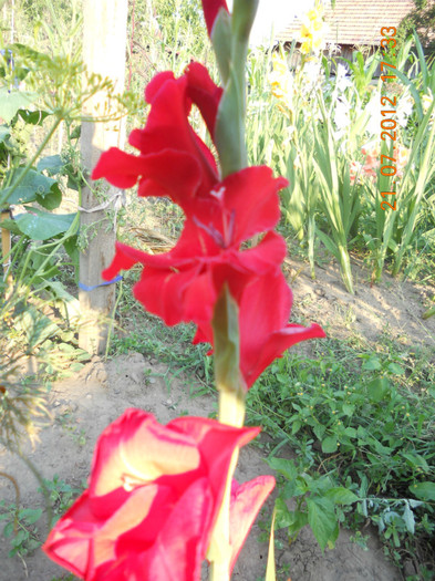 DSCN1692 - Gladiole 2012