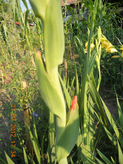 DSCN1694 - Gladiole 2012