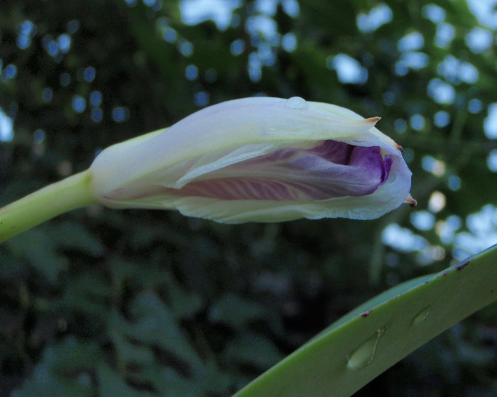 bobocul2 lueddemanniana coerulea Mariauxi x Alba - Cattleya