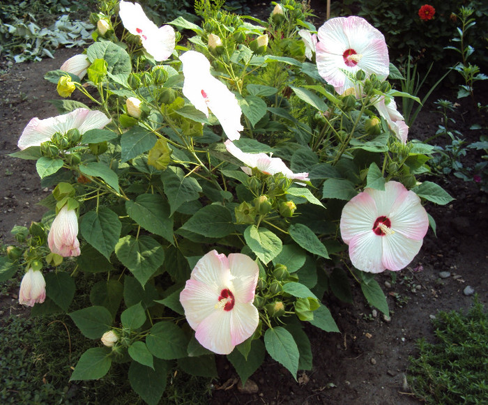 DSC08282 - Hibiscus de gradina