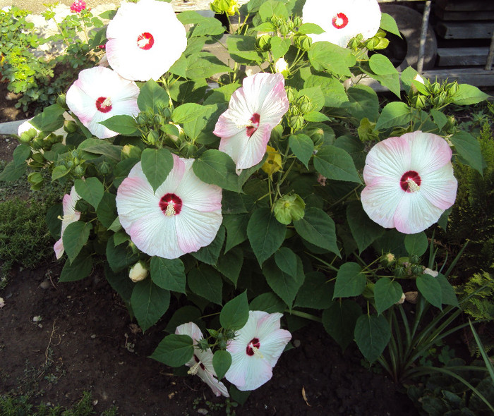 DSC08284 - Hibiscus de gradina
