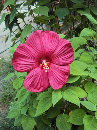 DSC08293 - Hibiscus de gradina
