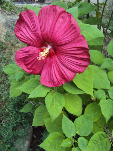 DSC08298 - Hibiscus de gradina