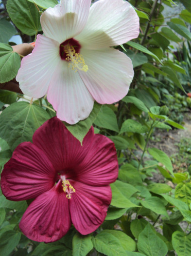 coccineus si luna red - Hibiscus de gradina