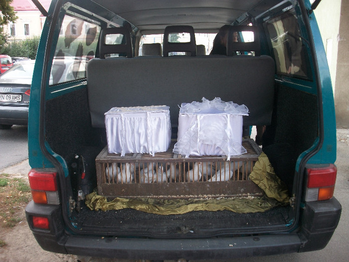 ALIM7983 - LANSARI PORUMBEI ALBI NUNTI SIGHETU MARMATIEI 2012