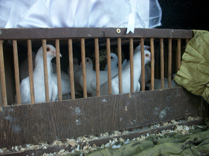 ALIM7985 - LANSARI PORUMBEI ALBI NUNTI SIGHETU MARMATIEI 2012