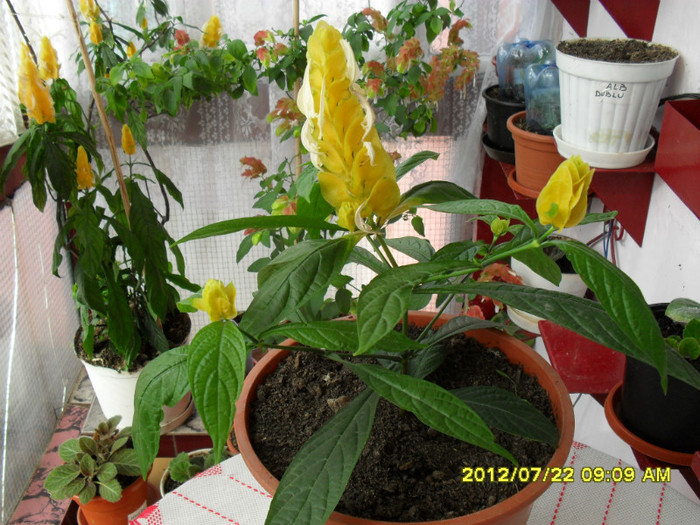 Flori-22 07 2012 002