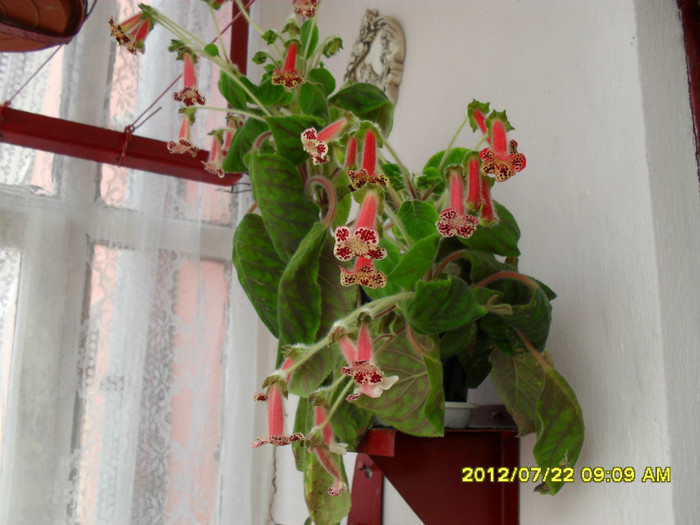 Flori-22 07 2012 004 - Flori-2012