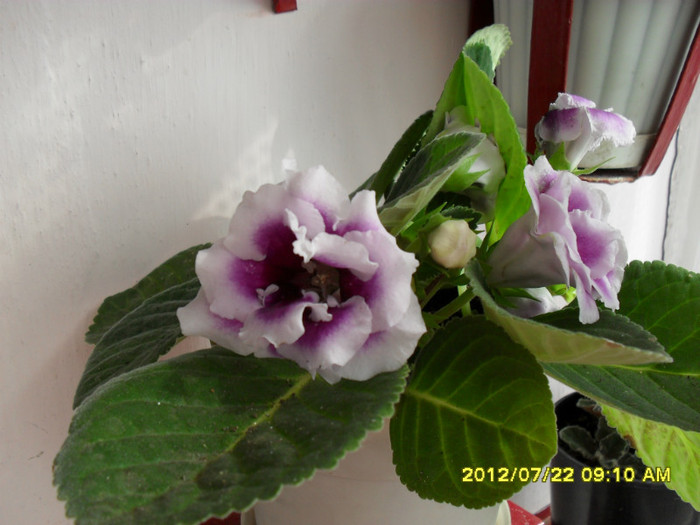 Flori-22 07 2012 005