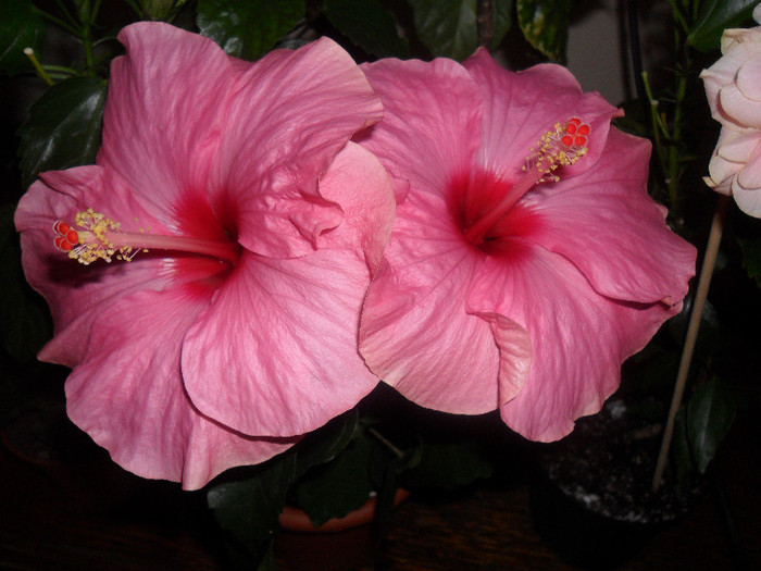 Hibiscus Long Life