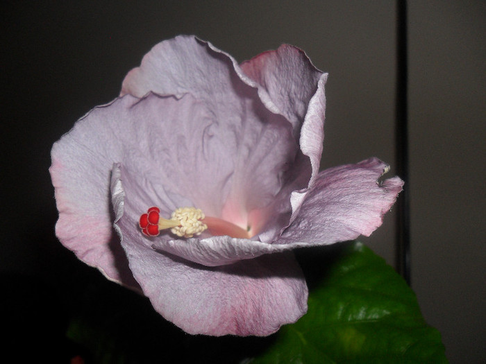 Hibiscus Cajun Blue