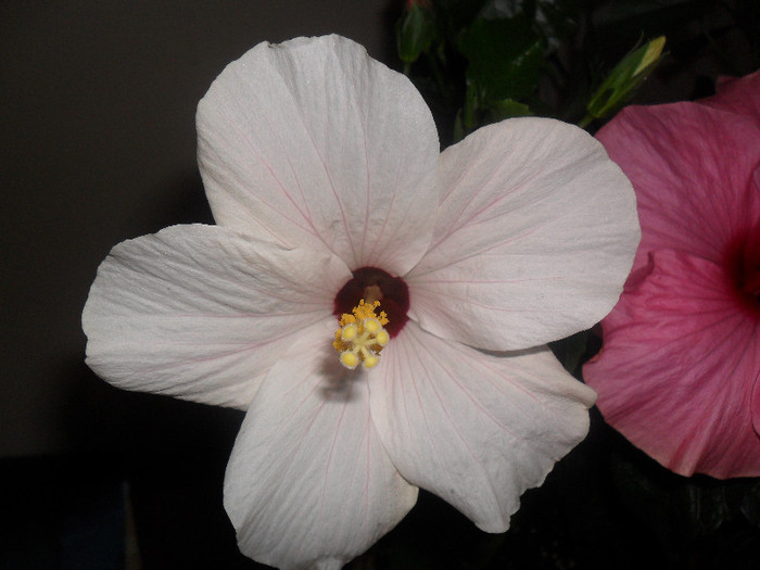 Hibiscus Cairo White