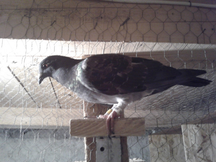 2012-07-21 21.29.53 - voiajori