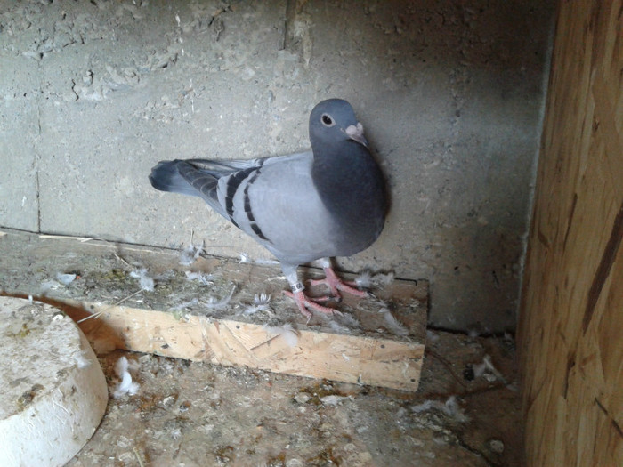 2012-07-21 19.51.07 - voiajori