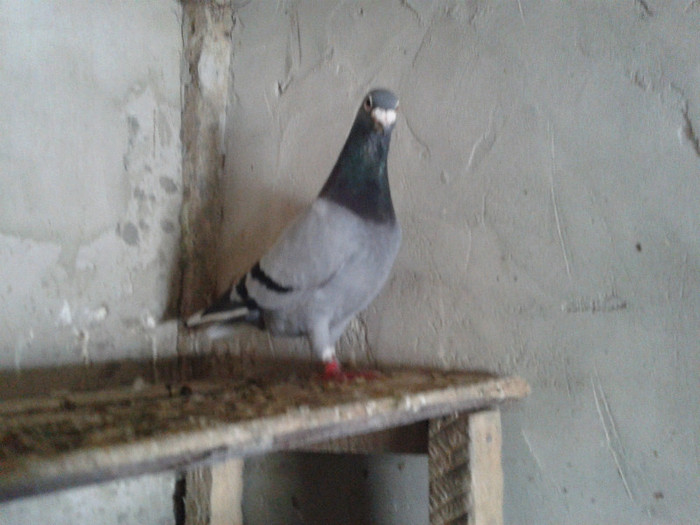 2012-07-21 13.29.40 - voiajori