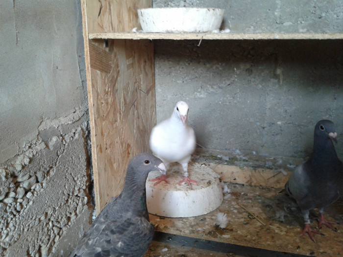 2012-07-21 19.49.05 - voiajori