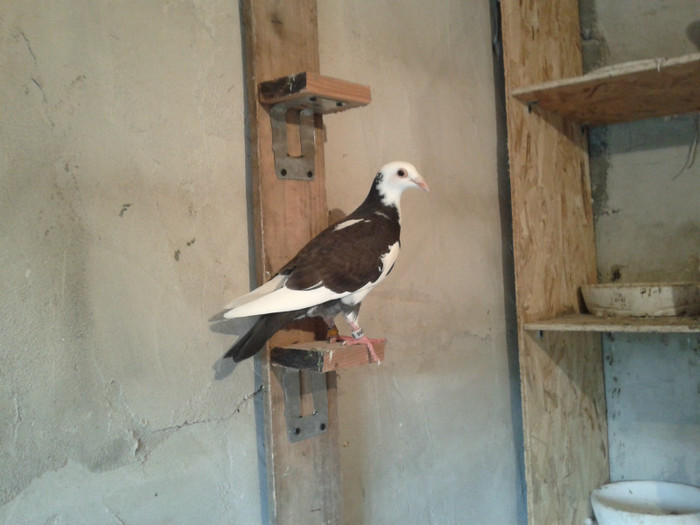2012-07-21 19.47.39 - voiajori