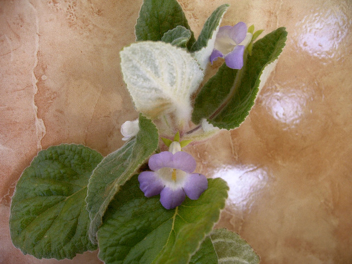 IMAG0037 - Alte Gesneriaceae