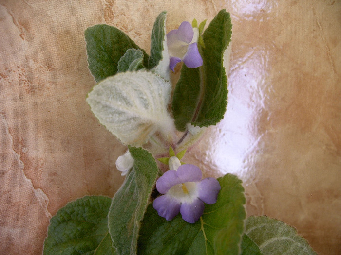 IMAG0038 - Alte Gesneriaceae