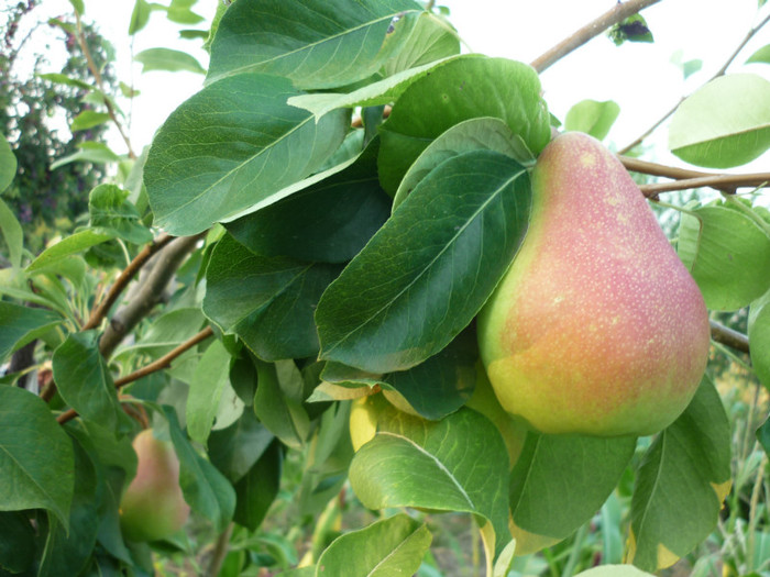 P1020645 - 3-Pomi fructiferi