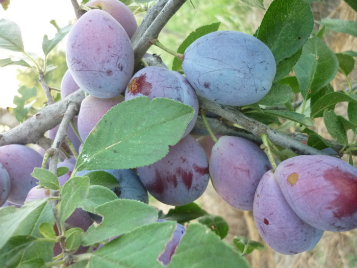 P1020647 - 3-Pomi fructiferi