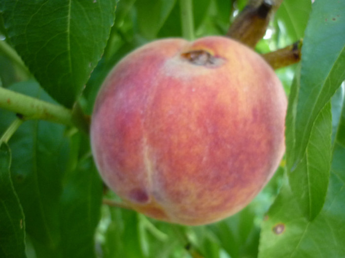 P1020650 - 3-Pomi fructiferi