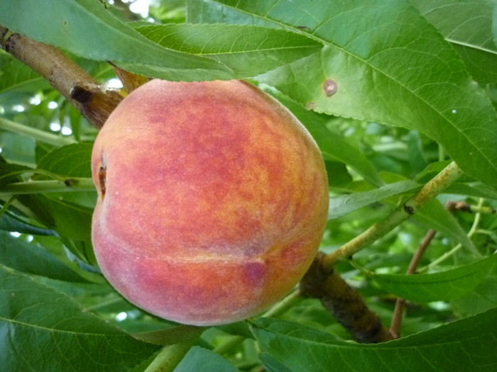 P1020651 - 3-Pomi fructiferi