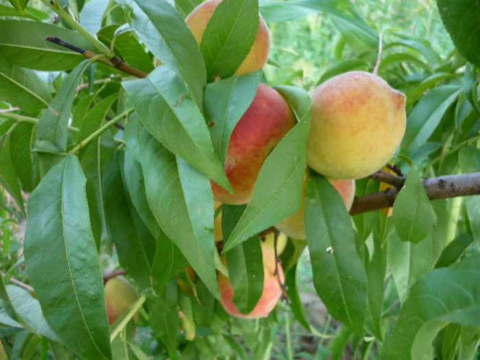 P1020653 - 3-Pomi fructiferi