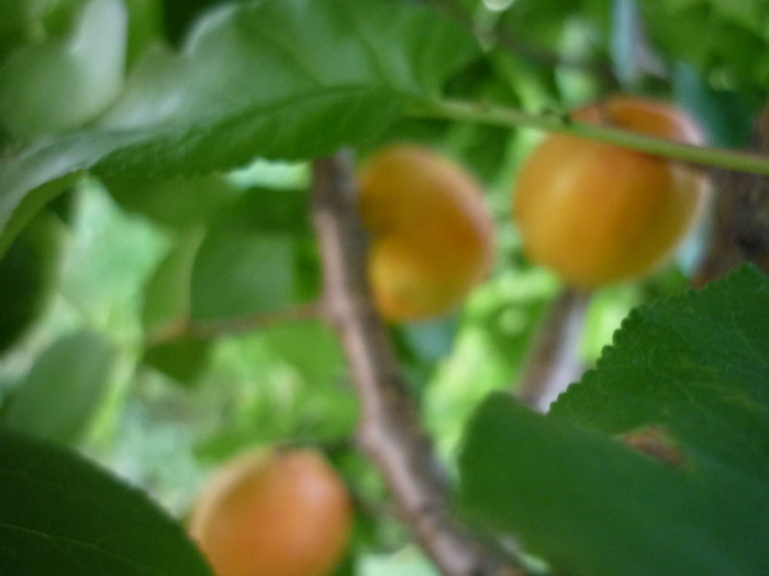 P1020655 - 3-Pomi fructiferi