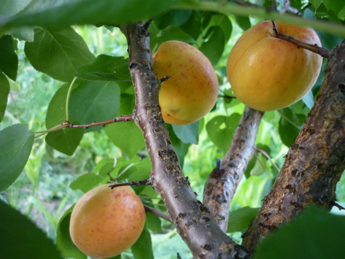 P1020656 - 3-Pomi fructiferi