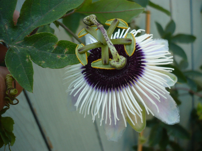 P1160114 - zzz-PASSIFLORA 2012-iesite din colectie