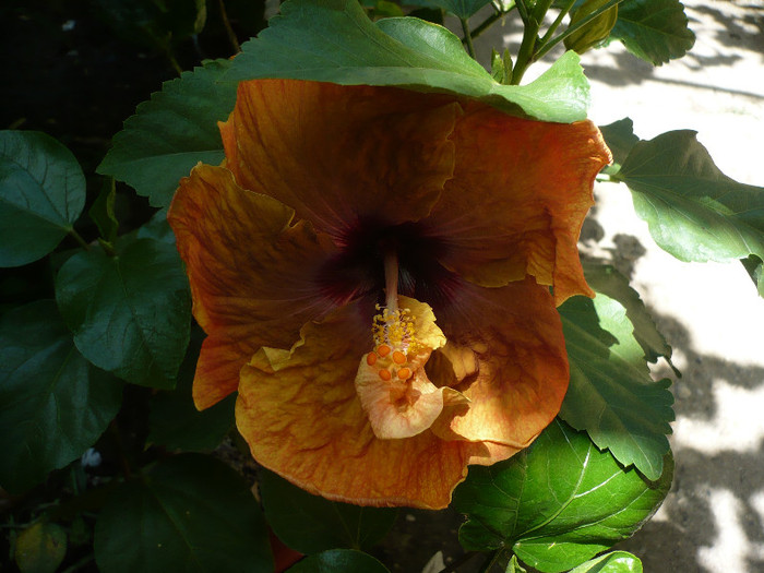 P1160118
