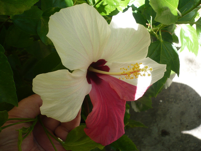 P1160126