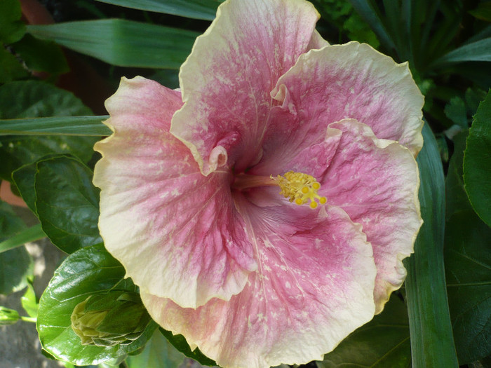 P1160146
