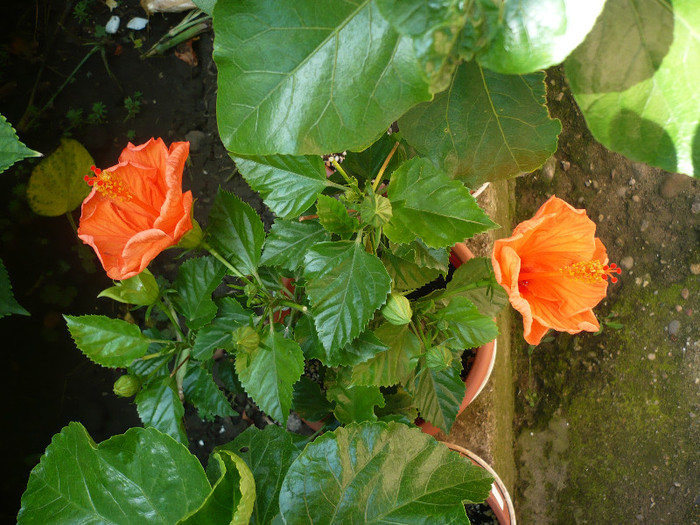 P1160159