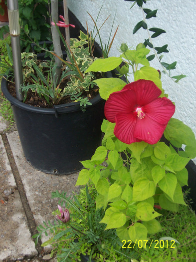 22.07.2012 - HIBISCUS moscheutos