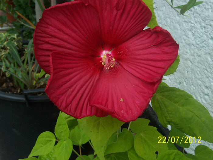 HIBISCUS CLASIC RED - HIBISCUS moscheutos