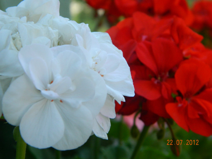DSCN1114