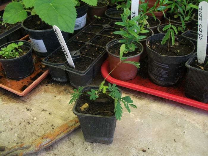 mimosa pudica la 5 saptamani