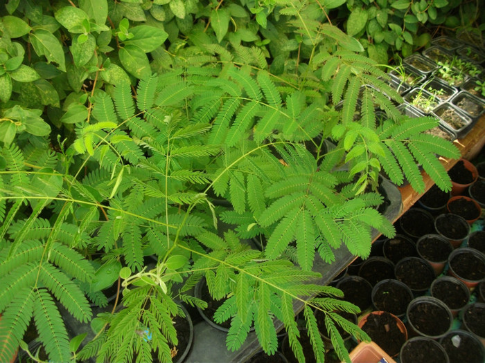 ALBITIA (arborele de matase) - plante de vanzare