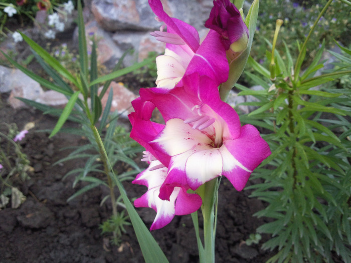 Photo003