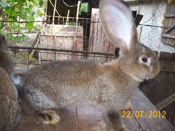 Picture 185 - MATCA PENTRU 2013