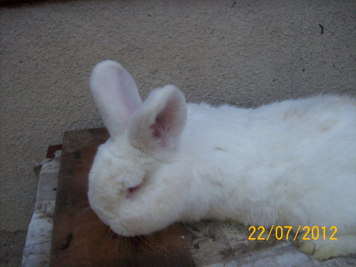 Picture 198 - MATCA PENTRU 2013